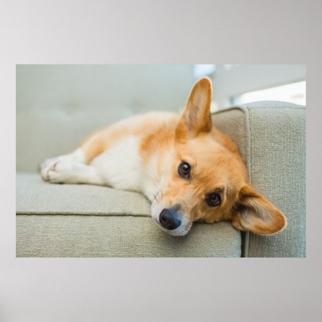 Affiche Animaux de bébés cutest | Chiot de Corgi sur canap (Devant)