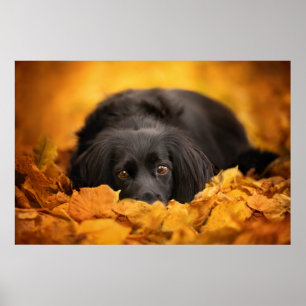 Affiche Animaux de bébés cutest Chiot noir espagnol