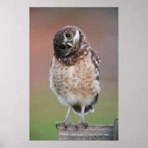 Affiche Animaux de bébés cutest   Chouette à tête bractée