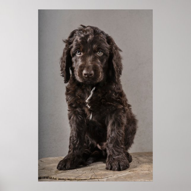 Affiche Animaux de bébés cutest | Cockapoo Puppy (Devant)