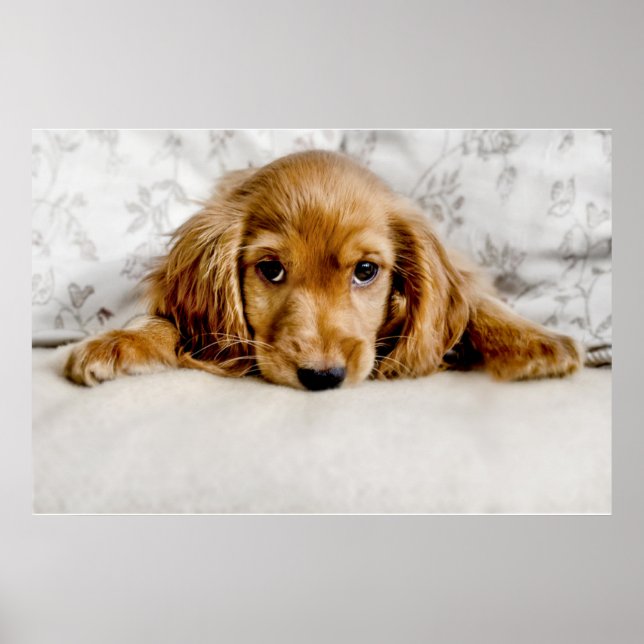 Affiche Animaux de bébés cutest | Cocker Spaniel (Devant)