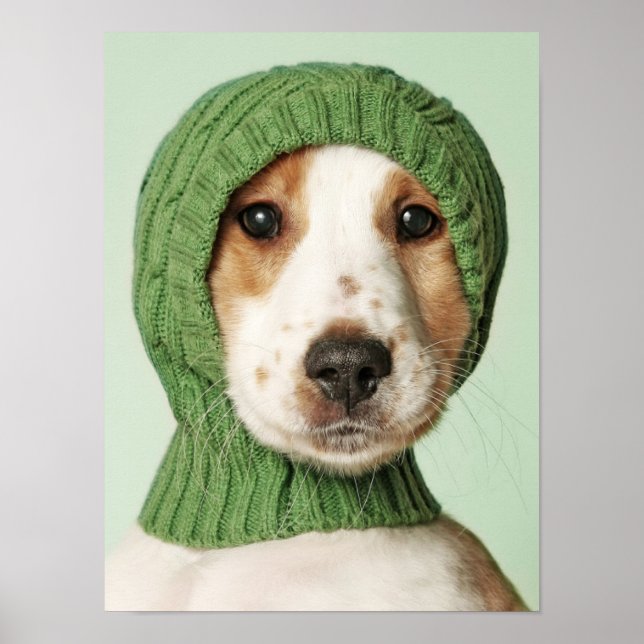 Affiche Animaux de bébés cutest | Cocker Spaniel (Devant)