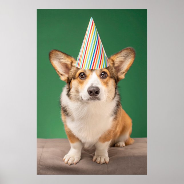Affiche Animaux de bébés cutest | Corgi Anniversaire Chiot (Devant)