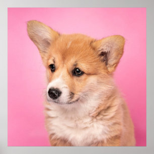 Affiche Animaux de bébés cutest   Corgi Chiot rose