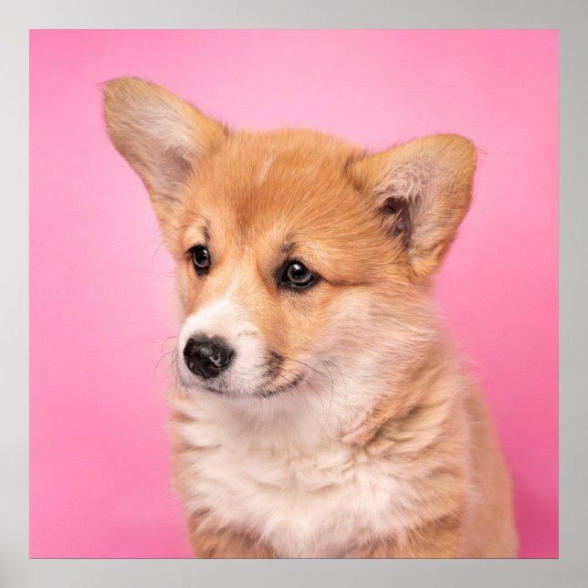Affiche Animaux de bébés cutest | Corgi Chiot rose (Devant)