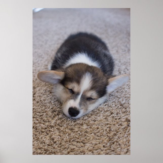 Affiche Animaux de bébés cutest | Corgi Chiot sur Shag Rug (Devant)