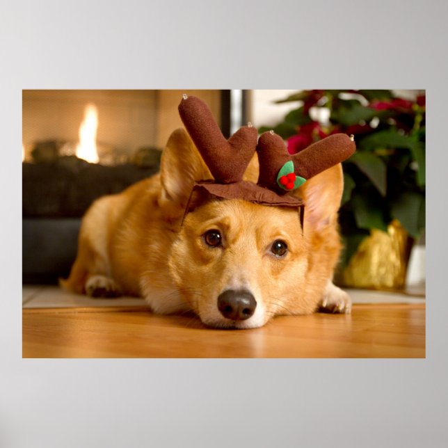 Affiche Animaux de bébés cutest | Corgi Christmas Reindeer (Devant)