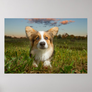 Affiche Animaux de bébés cutest Corgi dans le nuage