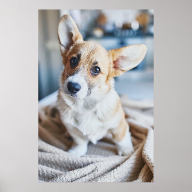 Affiche Animaux de bébés cutest | Corgi Head Tilt (Devant)