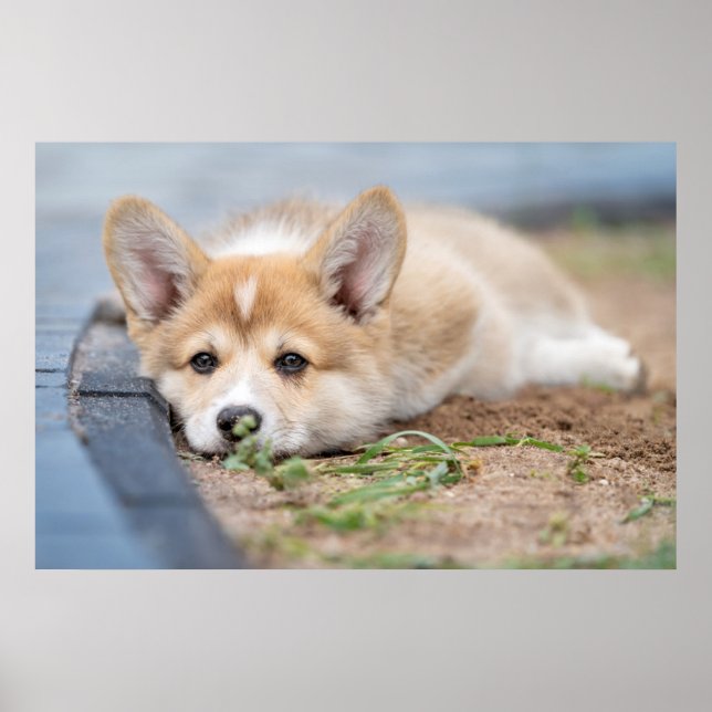 Affiche Animaux de bébés cutest | Corgi Laying in the Yard (Devant)
