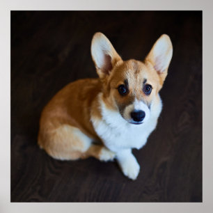 Affiche Animaux de bébés cutest Corgi levant les yeux
