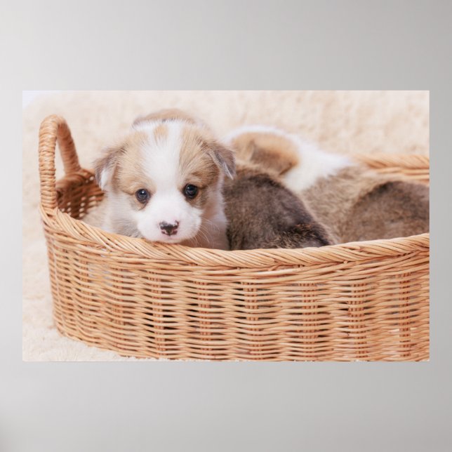 Affiche Animaux de bébés cutest | Corgi Miny Puppy (Devant)