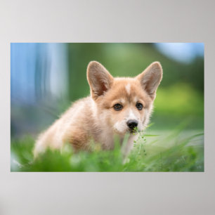 Affiche Animaux de bébés cutest Corgi Puppy dans le tria