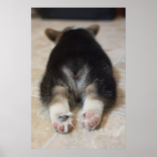 Affiche Animaux de bébés cutest Corgi Puppy Derrière