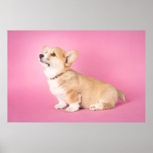 Affiche Animaux de bébés cutest   Corgi rose Chiot