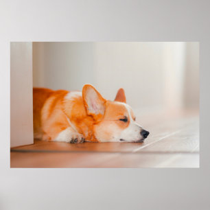 Affiche Animaux de bébés cutest   Corgi Sleeping