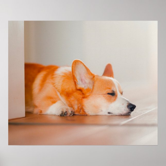 Affiche Animaux de bébés cutest | Corgi Sleeping (Devant)