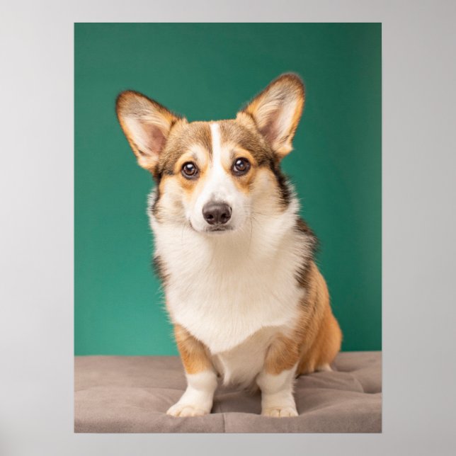 Affiche Animaux de bébés cutest | Corgi sur Turquoise (Devant)