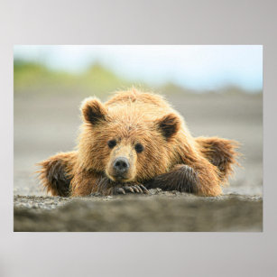 Affiche Animaux de bébés cutest   Cub d'ours Brown côtier