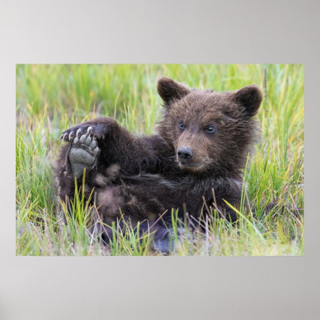 Affiche Animaux de bébés cutest | Cute Brown Bear Cub Joue (Devant)