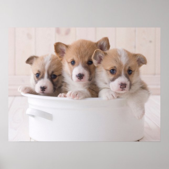 Affiche Animaux de bébés cutest | Cute Corgi Chipies dans  (Devant)