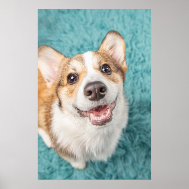 Affiche Animaux de bébés cutest | Cute Corgi Puppy Smile (Devant)