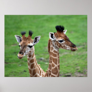 Affiche Animaux de bébés cutest Deux Giraffes pour bébés