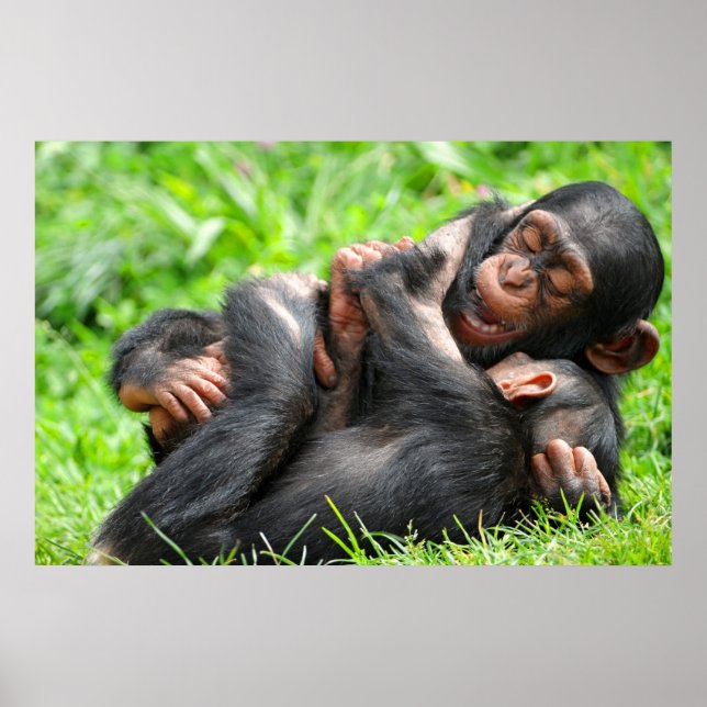 Affiche Animaux de bébés cutest | Deux jeunes chimpanzés (Devant)