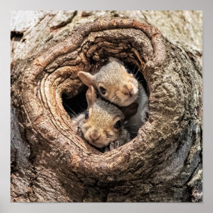 Affiche Animaux de bébés cutest Deux jeunes écureuils