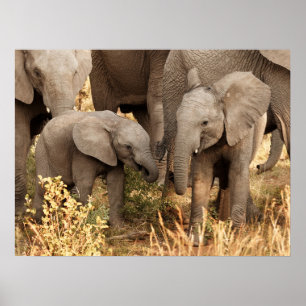 Affiche Animaux de bébés cutest Deux jeunes éléphants
