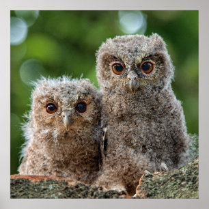 Affiche Animaux de bébés cutest Deux jeunes hiboux