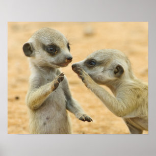 Affiche Animaux de bébés cutest   Deux jeunes Meerkats