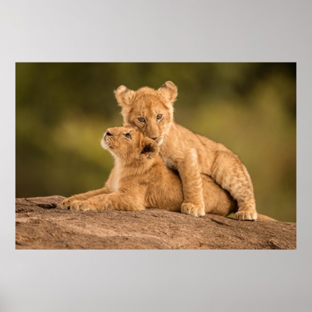 Affiche Animaux de bébés cutest | Deux Lions Cubs (Devant)