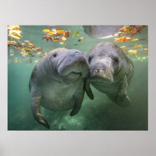 Affiche Animaux de bébés cutest   Deux Manatees