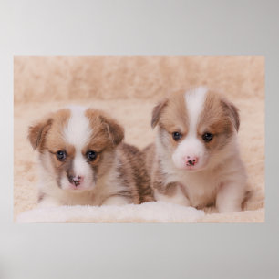 Affiche Animaux de bébés cutest   Deux Marionnettes Corgi