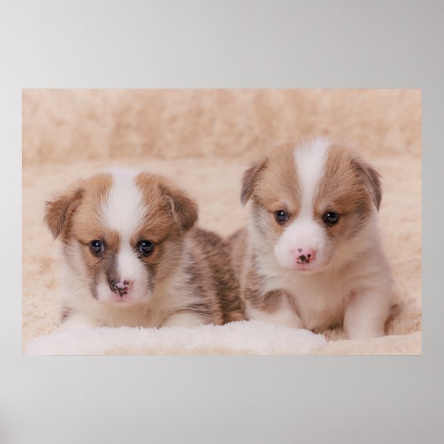 Affiche Animaux de bébés cutest | Deux Marionnettes Corgi (Devant)