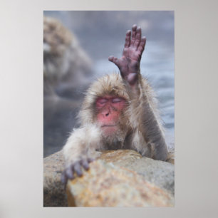 Affiche Animaux de bébés cutest   Face de singe de neige