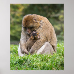 Affiche Animaux de bébés cutest   Famille Barbary Macaque