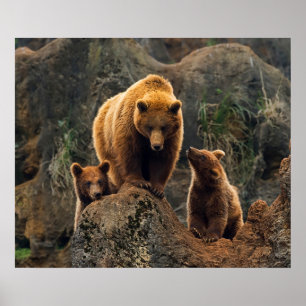 Affiche Animaux de bébés cutest Famille d'ours Brown