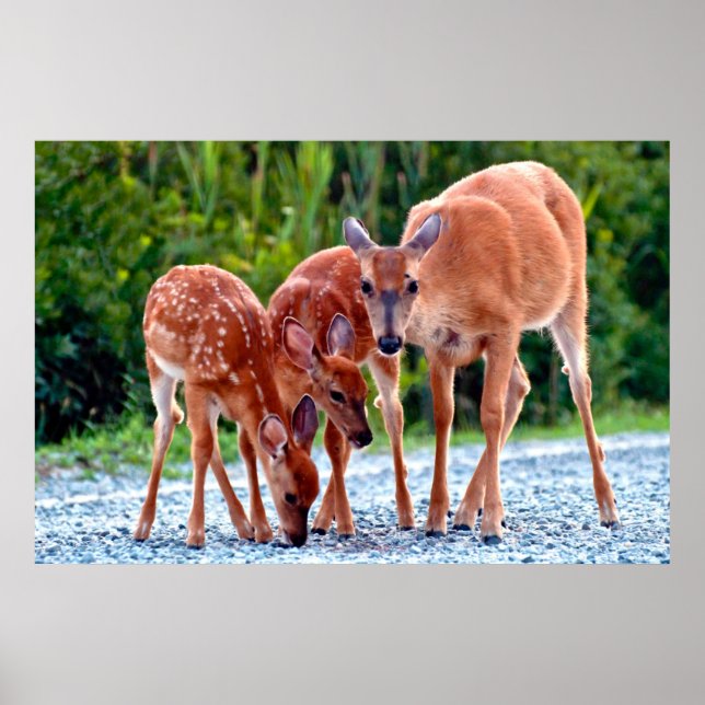 Affiche Animaux de bébés cutest | Fawn with Babies (Devant)