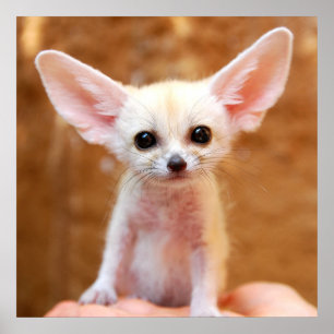 Affiche Animaux de bébés cutest Fennec Fox
