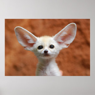Affiche Animaux de bébés cutest Fennec Fox Pup
