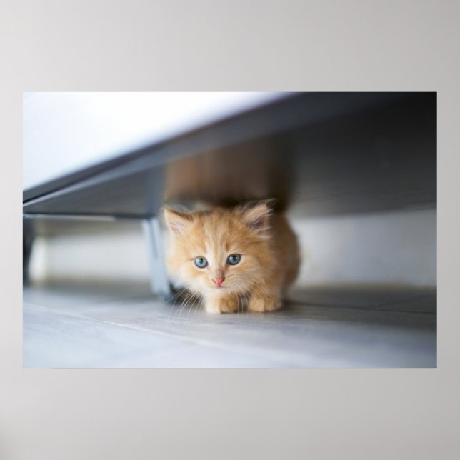 Affiche Animaux de bébés cutest | Fluffy Orange Kitten (Devant)