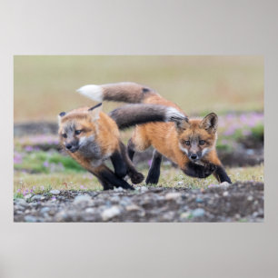 Affiche Animaux de bébés cutest   Fox Pups en jeu