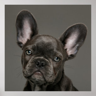 Affiche Animaux de bébés cutest French Bulldog