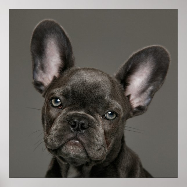 Affiche Animaux de bébés cutest | French Bulldog (Devant)