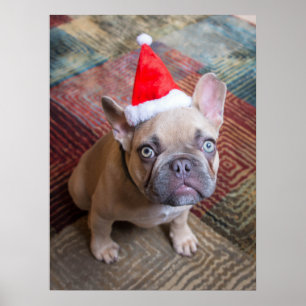 Affiche Animaux de bébés cutest   French Bulldog Christmas