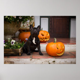 Affiche Animaux de bébés cutest French Bulldog Halloween