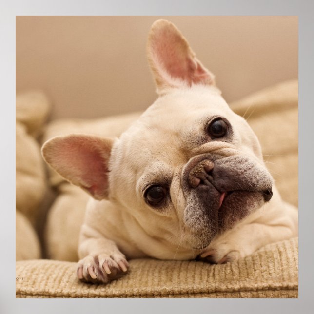 Affiche Animaux de bébés cutest | French Bulldog Head Tilt (Devant)