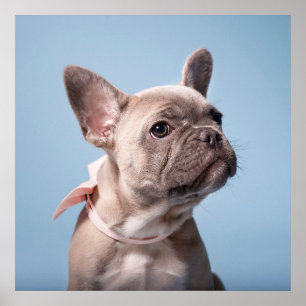 Affiche Animaux de bébés cutest French Bulldog Pink Bow